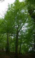 Carpinus betulus