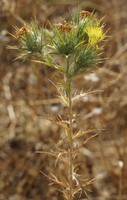 Carthamus lanatus