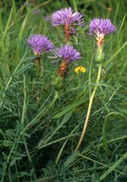 Carthamus mitissimus