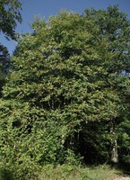 Castanea sativa
