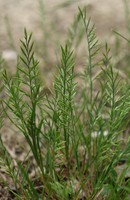 Catapodium rigidum