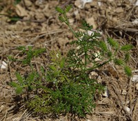 Caucalis platycarpos