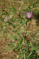 Centaurea calcitrapa