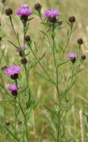 Centaurea decipiens