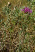Centaurea jacea