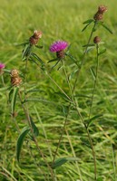 Centaurea nigra