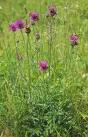 Centaurea scabiosa