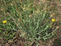 Centaurea solstitialis