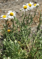 Chamaemelum nobile