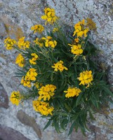 Erysimum cheiri