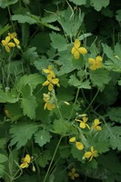 Chelidonium majus