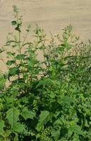 Chenopodiastrum hybridum