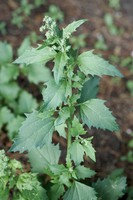 Chenopodiastrum murale