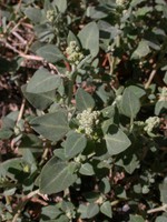 Chenopodium vulvaria