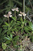 Chimaphila umbellata