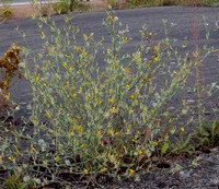 Chondrilla juncea