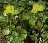 Chrysosplenium alternifolium