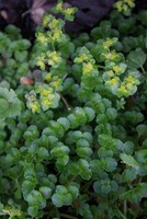 Chrysosplenium oppositifolium