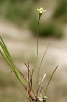 Cicendia filiformis