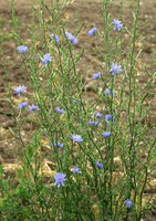 Cichorium intybus