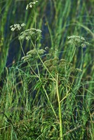 Cicuta virosa