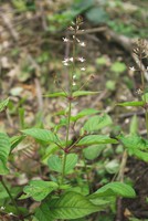 Circaea lutetiana