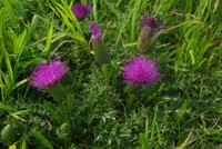 Cirsium acaulon