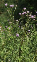 Cirsium arvense