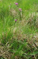 Cirsium dissectum