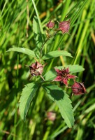 Comarum palustre