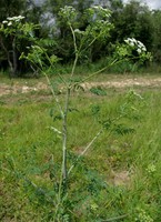 Conium maculatum