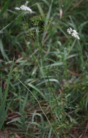 Conopodium majus