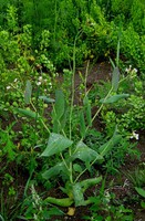 Conringia orientalis