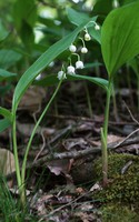 Convallaria majalis