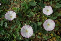 Convolvulus arvensis