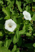 Convolvulus sepium