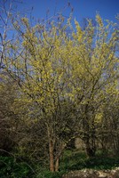 Cornus mas