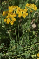 Coronilla minima