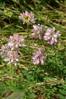 Coronilla varia