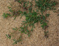 Corrigiola littoralis