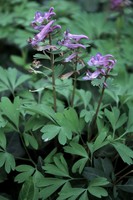 Corydalis solida