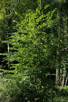 Corylus avellana