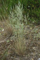 Corynephorus canescens