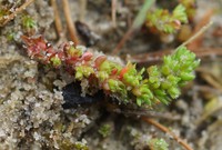 Crassula tillaea