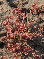 Crassula vaillantii