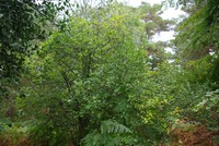 Crataegus germanica