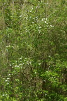 Crataegus laevigata