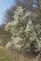 Crataegus monogyna