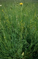 Crepis biennis