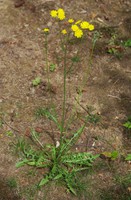 Crepis capillaris